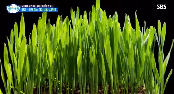  다이어트는 새싹보리와 함께!