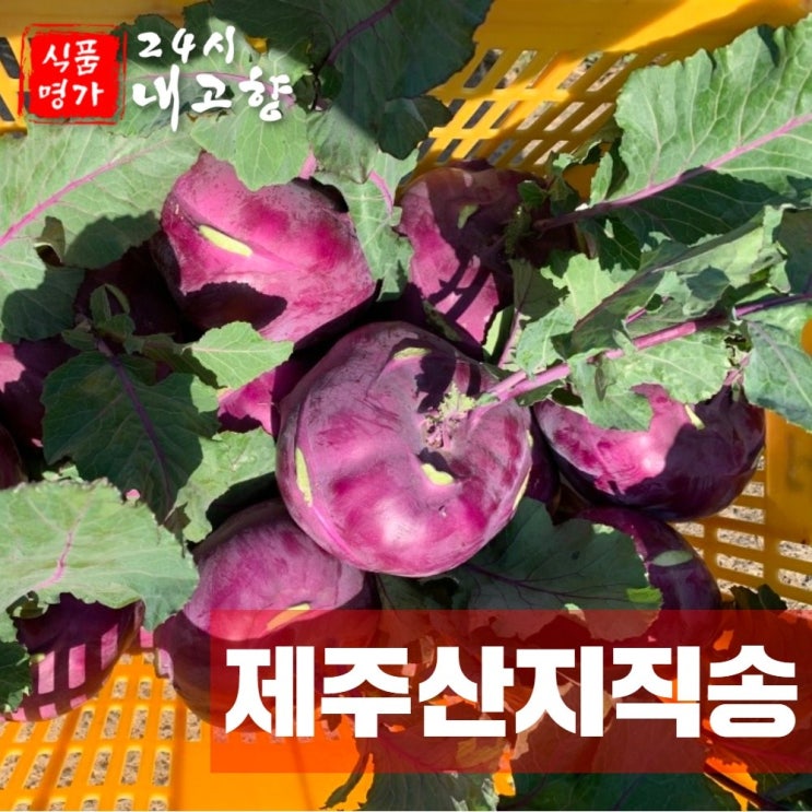 최근 인기있는 24시내고향 국내산 제주도 햇 콜라비 5kg 10kg 적콜라비 추천해요 최근 인기있는 24시내고향 국내산 제주도 햇 콜라비 5kg 10kg 적콜라비 추천해요