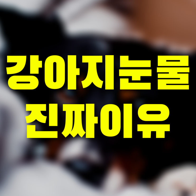  강아지 우는 이유 사료 바꾸고 눈물약 바른다고 나아지지 않아요