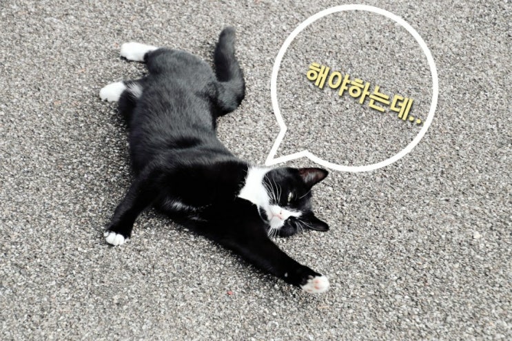  트랜서핑 한 줄 4 [하고 싶다면서 안된다면 의지를 살피자. 목표와 의도]