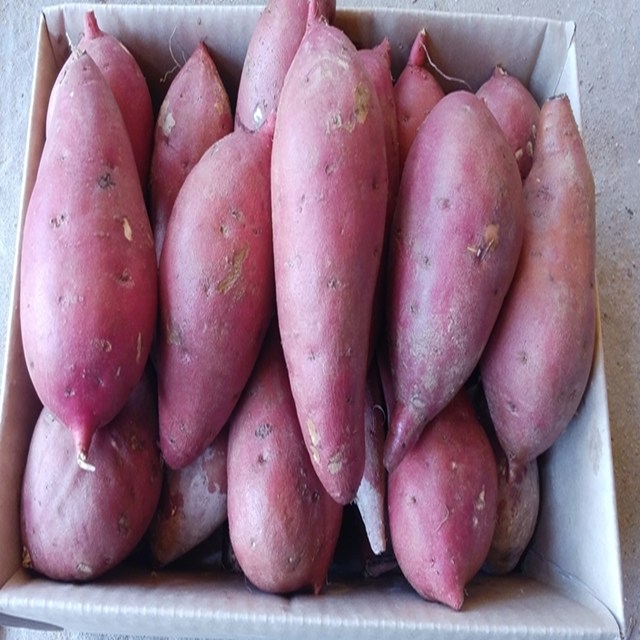 후기가 정말 좋은 해남 황토 꿀밤고구마 3kg5kg10kg, 꿀밤고구마3kg (왕품) 300g이상, 1박스 추천해요 후기가 정말 좋은 해남 황토 꿀밤고구마 3kg5kg10kg, 꿀밤고구마3kg (왕품) 300g이상, 1박스 추천해요