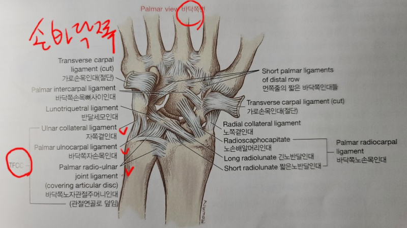 손목통증, 삼각섬유연골복합체 손상이라는데 도대체 어디? : 네이버 블로그