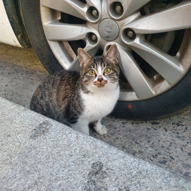    오늘의 갓냥이 