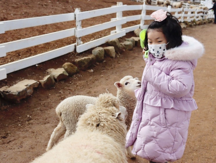  남해여행 : 아이와 함께 하기 좋은 상상양떼목장