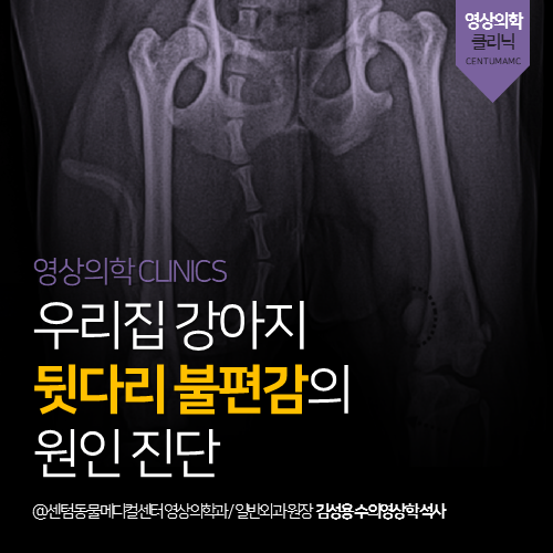 [영상검사 전문 동물병원] 강아지 뒷다리 불편감 (부산 센텀동물메디컬센터, 대퇴근육 위축, 슬개골 탈구, 경골 내전)