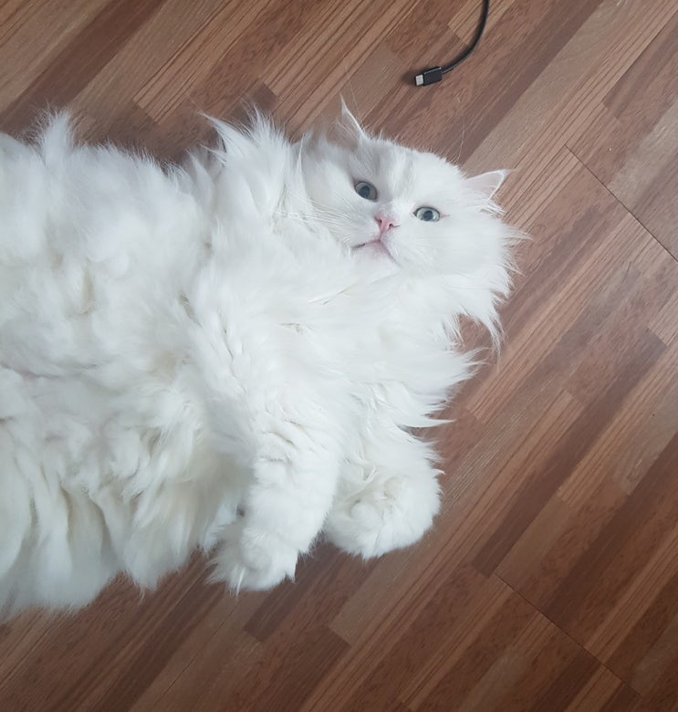  고양이 천식 증상 알고 있나요?