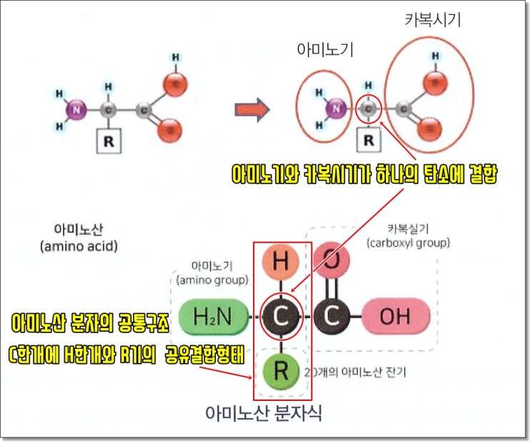  필수 아미노산의 종류, 분자식 화학식