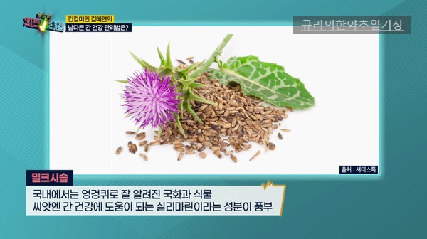 밀크씨슬 효능 필요하다면