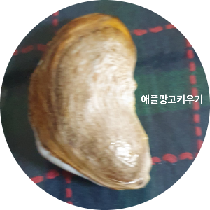  집에서 애플망고 다시 키우기