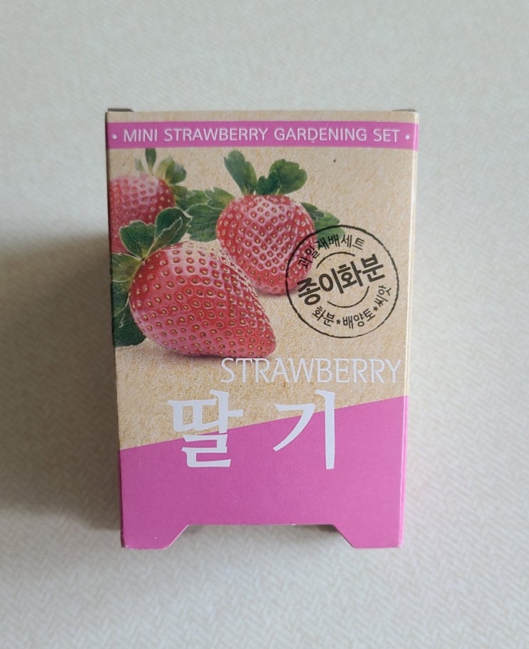  다이소 과일재배 딸기 키우기 망한 후기 ㅠㅠ