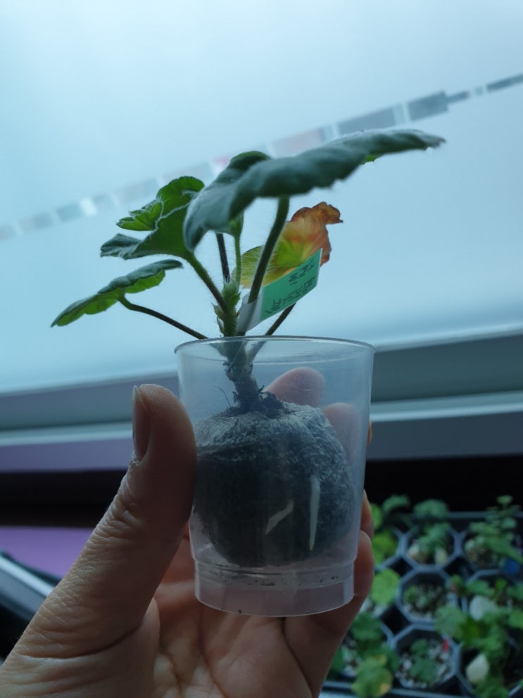  예라님 보셔요.