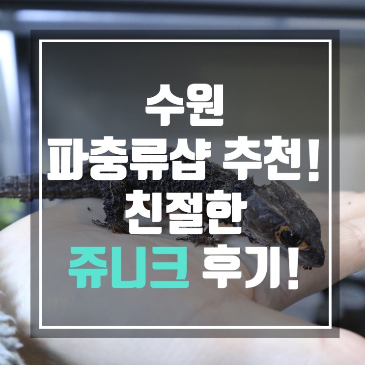  수원 파충류샵 쥬니크 추천합니다 친절한 사장님과 다양한 동물들