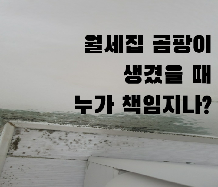  월세 곰팡이 생겼을 때 누구 책임?