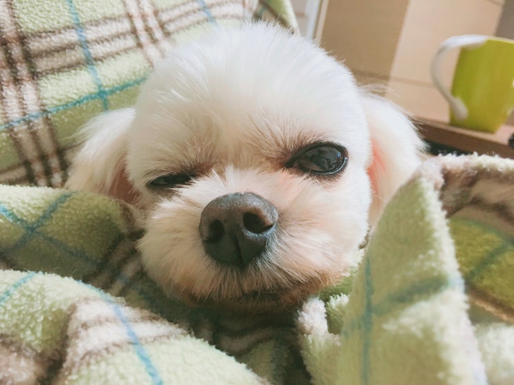  노견 이슬이의 건강 루틴