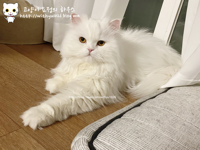  후유의 네번째 심장검사 이야기(hcm,hocm 환묘)