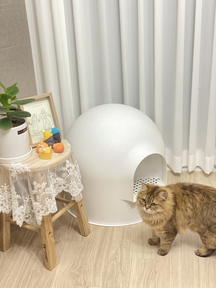  고양이 화장실 추천 ! 피단스튜디오_이글루 토일렛 내돈내산 후기