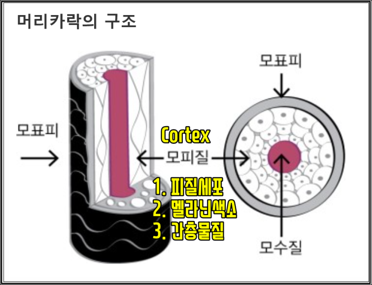  모피질, 콜텍스와 간충물질