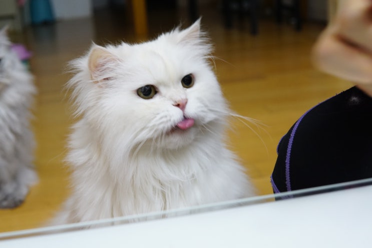  고양이 방광염 결석 영양제 쾌뇨펫, 혈뇨 개선