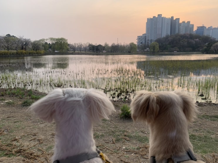  강아지 정수기 사용 후기 / 내돈내산 사용 후기