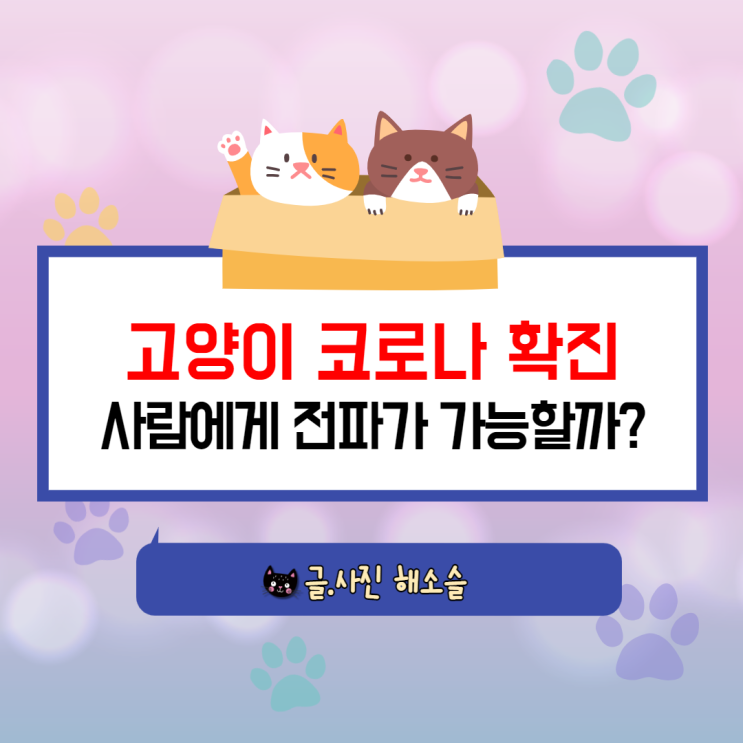  반려동물 고양이 코로나 확진사례, 사람에게 전파 가능할까?