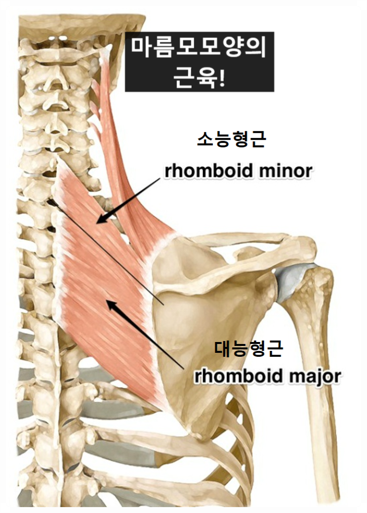 등 통증의 원인? 능형근의 근육학!