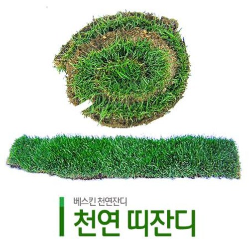 당신만 모르는 천연잔디 띠잔디 양잔디 켄터키블루그래스, 천연 띠잔디 (65cm x 10cm) 추천해요 당신만 모르는 천연잔디 띠잔디 양잔디 켄터키블루그래스, 천연 띠잔디 (65cm x 10cm) 추천해요