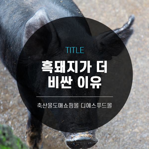 [디푸의 고기정보]흑돼지가 더 비싼 이유