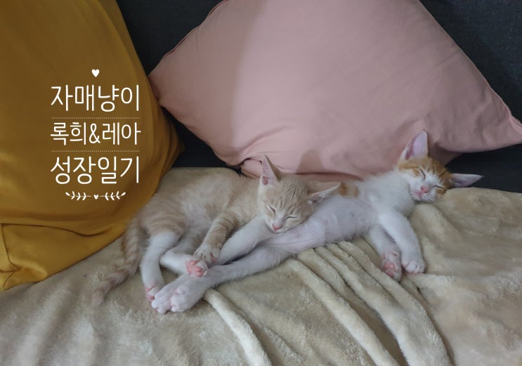  [냥집사 고민] 고양이의 평균 수면시간은?