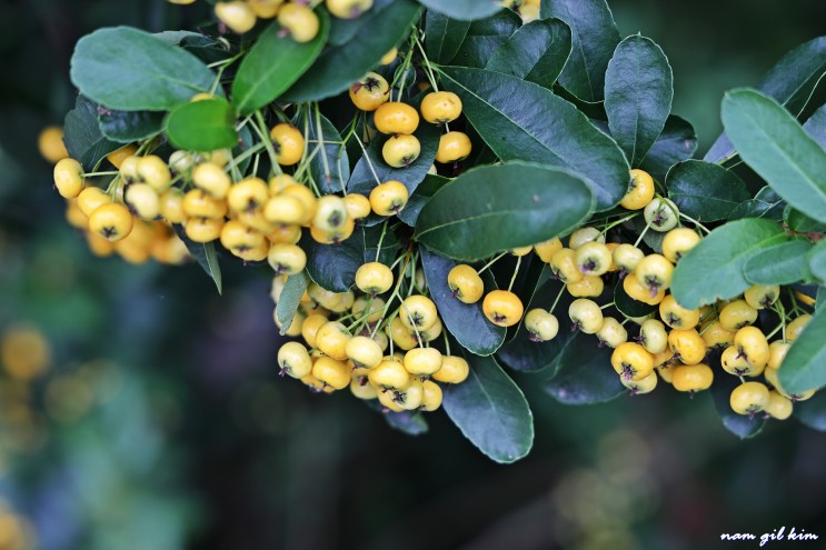 열매사진(56) 피라칸타 열매 노란색