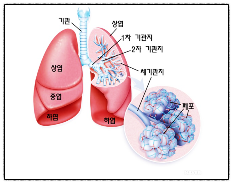 폐, 허파, 폐렴, 폐결핵, 폐섬유증, 폐암 초기 증상