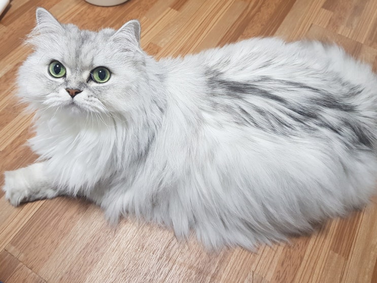 고양이 궁디팡팡 좋아하는 이유