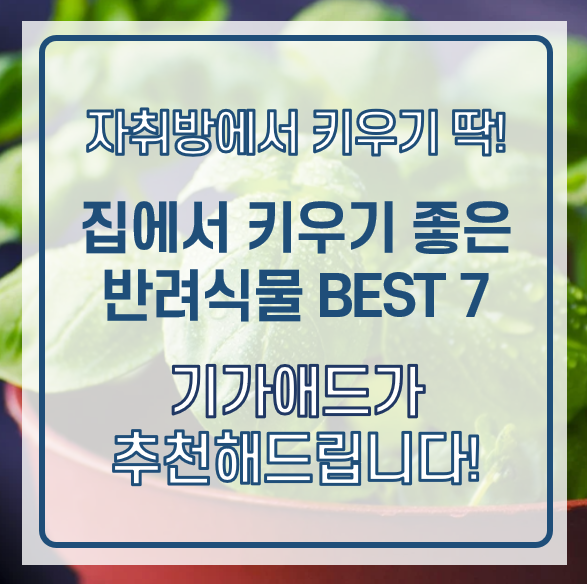  반려식물키우기! 자취방에서 키우기 좋은 식물 추천 Best5! / 바질키우기 / 스투키 키우기 / 튤립키우기 / 봉선화키우기 / 틸란드시아 키우기