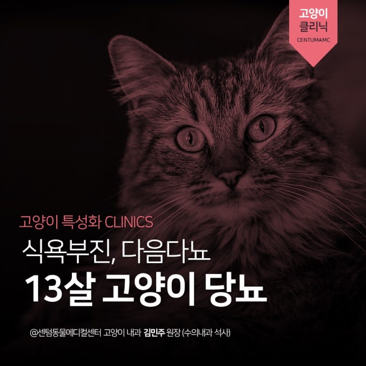 [노령묘 전문] 13살 고양이 당뇨, 다음다뇨, 식욕부진 (부산 고양이 전문진료 동물병원, 센텀동물메디컬센터)