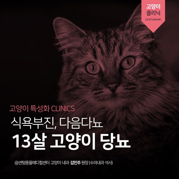  [노령묘 전문] 13살 고양이 당뇨, 다음다뇨, 식욕부진 (부산 고양이 전문진료 동물병원, 센텀동물메디컬센터)