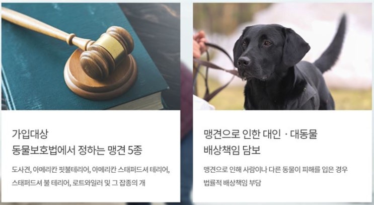 [이슈분석]맹견보험 의무가입 코앞인데 ··· '공익과 사익'사이 고심하는 손보사