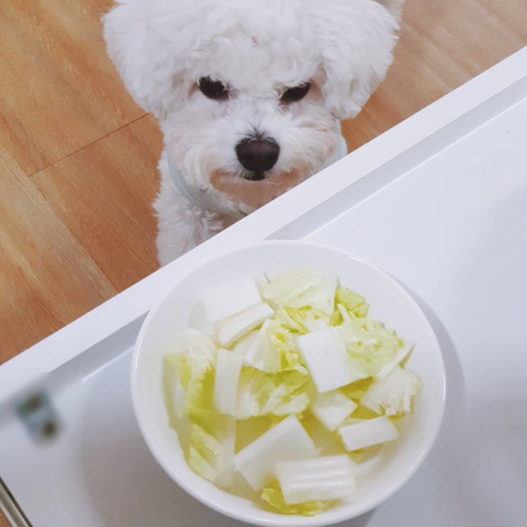 강아지 배추 먹어도 되나요? 김치 주의사항