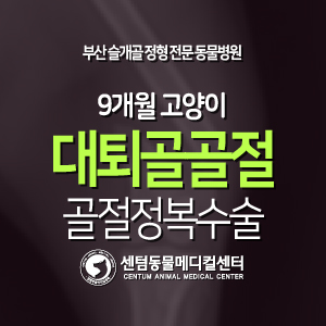 [치료 증례] 9개월 / 고양이 / 대퇴골골절 / 골절정복수술 / 대퇴골두절단술 (센텀동물메디컬센터, 부산 고양이 수술 전문 동물병원)