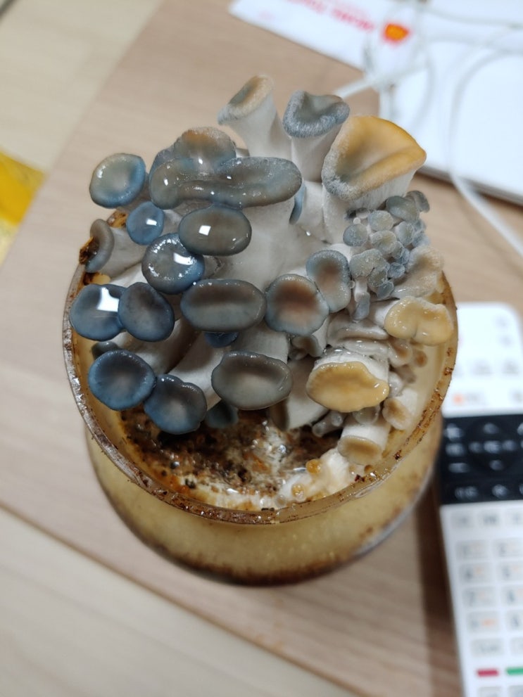  집에서 기르는 느타리버섯! 느타리버섯 재배키트 :)