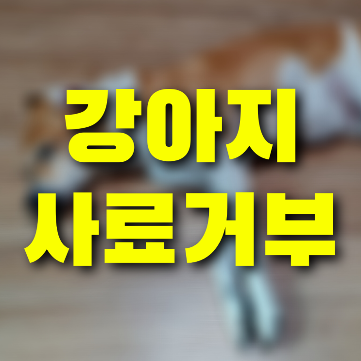 강아지 사료거부 이유를 알면 해결책 찾기도 식은 죽 먹기