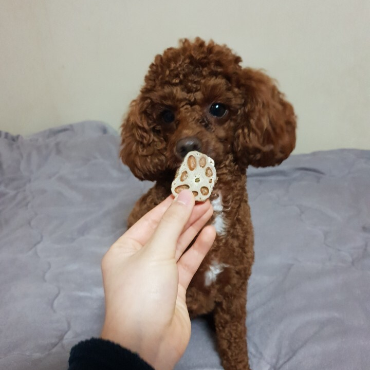 애견수제간식 댕댕방앗간 믿고 먹이는 프리미엄 강아지간식