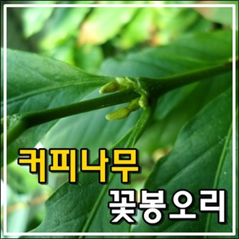 커피나무에 꽃봉오리가 피어납니다.