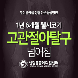  [치료 증례] 1년 6개월령 / 웰시코기 / 고관절아탈구, 고관절이형성 / 넘어짐 (FHO, Hip dysplasia, 부산 외과 동물병원, 센텀동물메디컬센터)