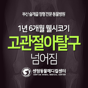 [치료 증례] 1년 6개월령 / 웰시코기 / 고관절아탈구, 고관절이형성 / 넘어짐 (FHO, Hip dysplasia, 부산 외과 동물병원, 센텀동물메디컬센터)