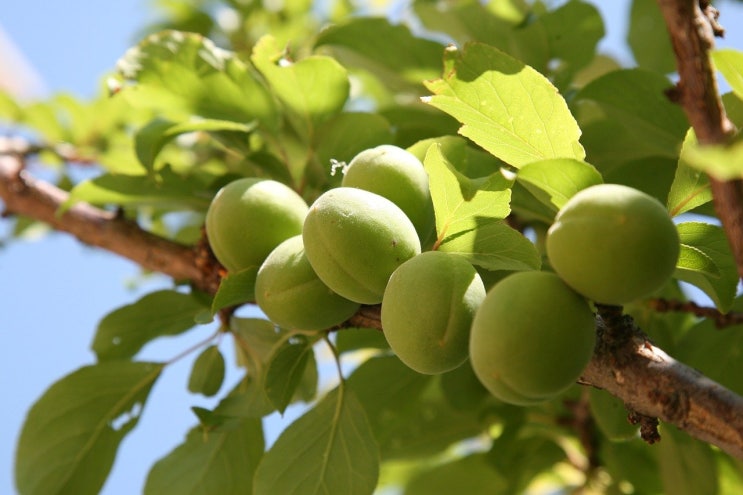  매실 영어로 뭐라고 할까요? 정말 plum일까요?