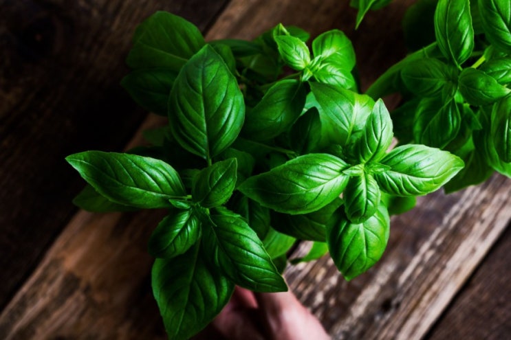  허브 중의 기본 바질 Basil 키우기