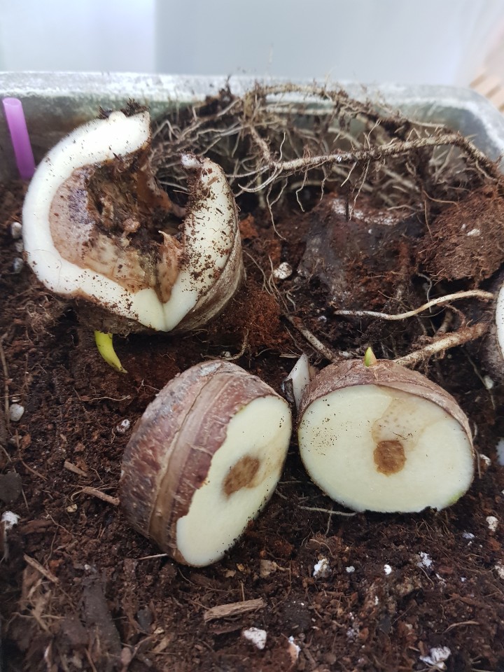 과습 알로카시아