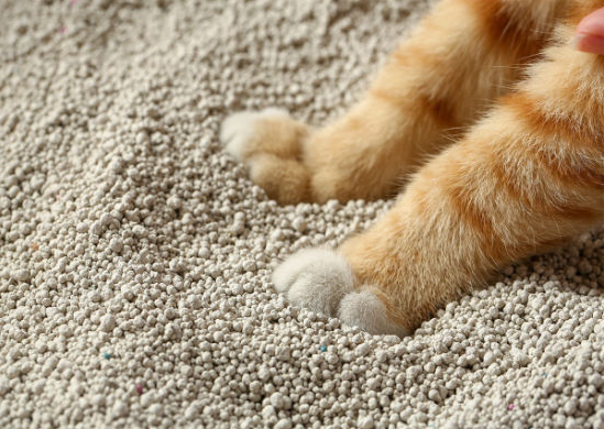 고양이모래 벤토나이트 모래 안전할까?