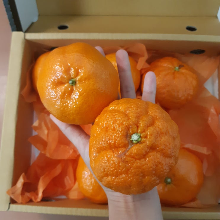  명절선물 제주 레드향 추천(마켓컬리 샛별배송)