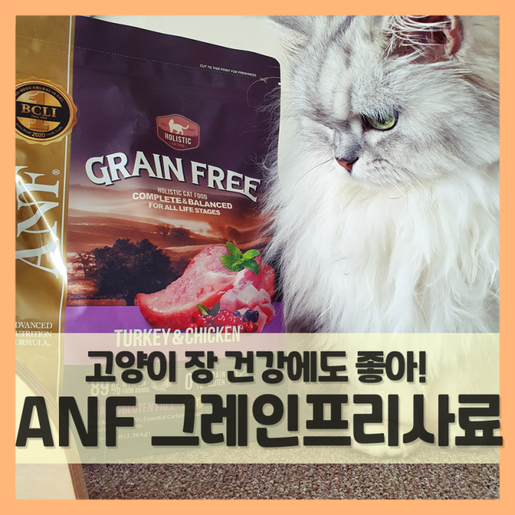 ANF 그레인프리 고양이사료, 장 건강에도 좋구나!