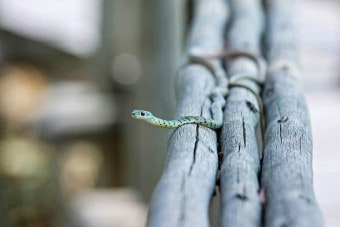 뱀꿈) 득실득실 엄청 많은 뱀들을 죽이는 꿈 ?! 뱀꿈 태몽/길몽/흉몽 분석